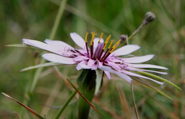 Side view of Salsify flower