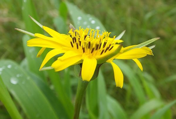 Tragopogon pratensis, Pasture Goatsbeard