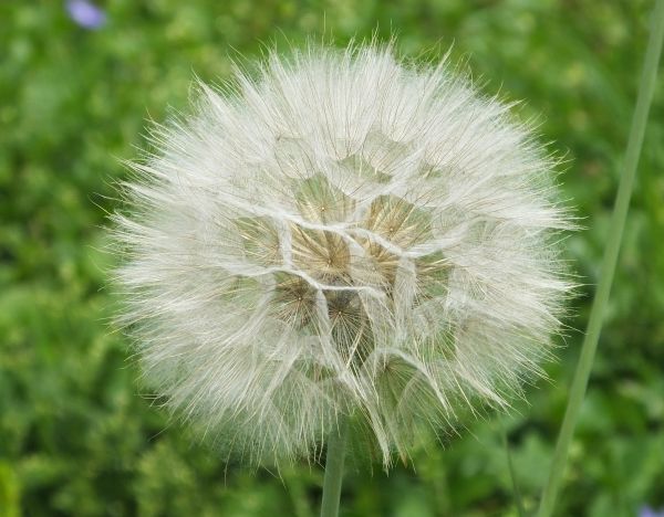 Tragopogon pratensis seedhead