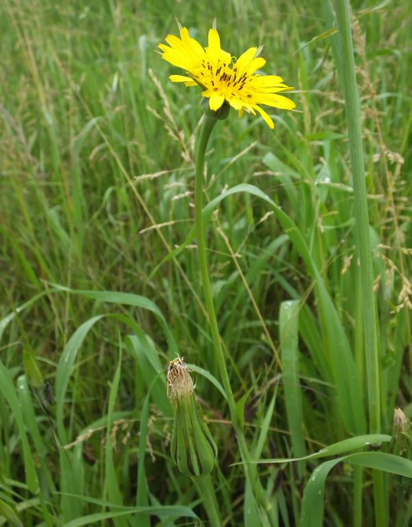 Tragopogon pratensis in a field margin