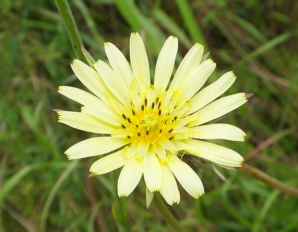 Tragopogon pratensis flowers are various shades if yellow