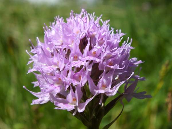 Traunsteinera globosa