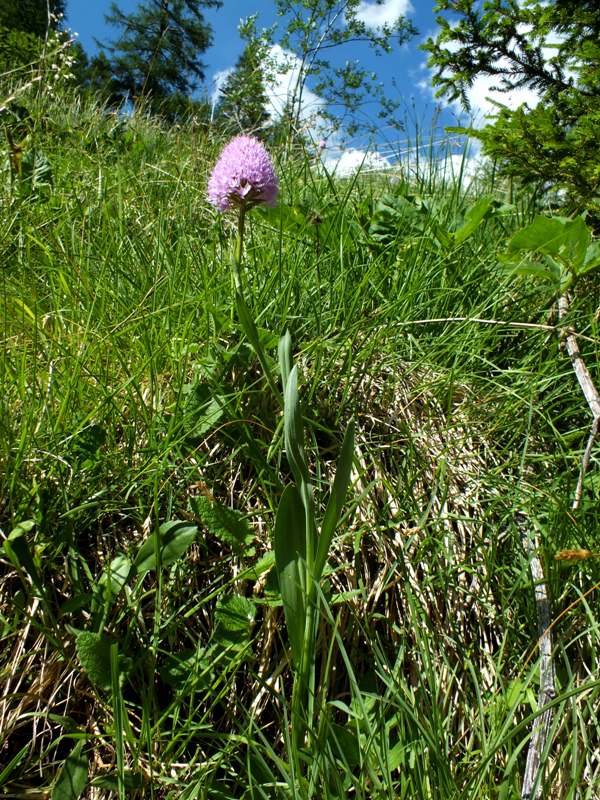 Traunsteinera globosa in its habitat