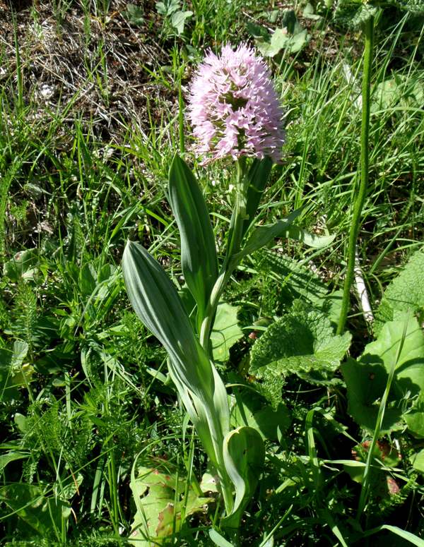 Plant of Traunsteinera globosa plants