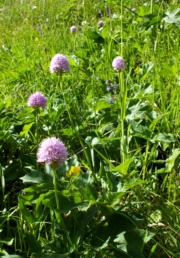 Traunsteinera globosa group