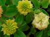 Trifolium campestre