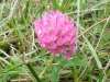 Trifolium medium