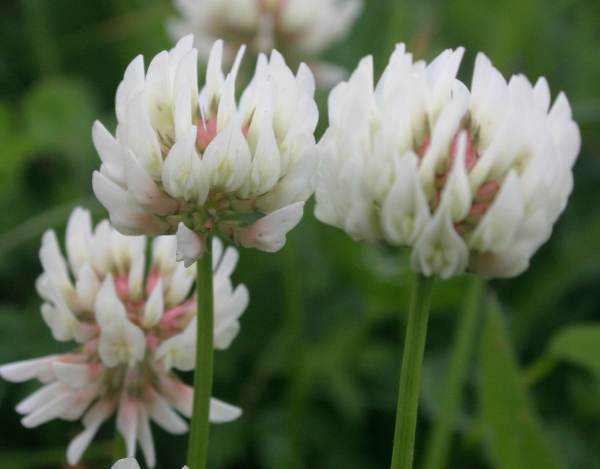 Flowers of White Clover
