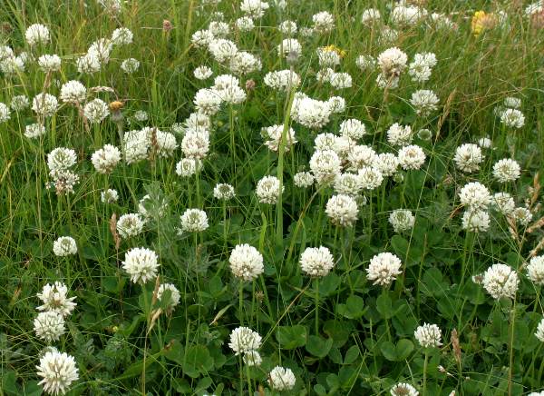 A closeup of White Clover