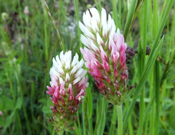 Trifolium vesiculosum, Arrowleaf Clover