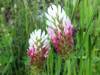 Trifolium vesiculosum