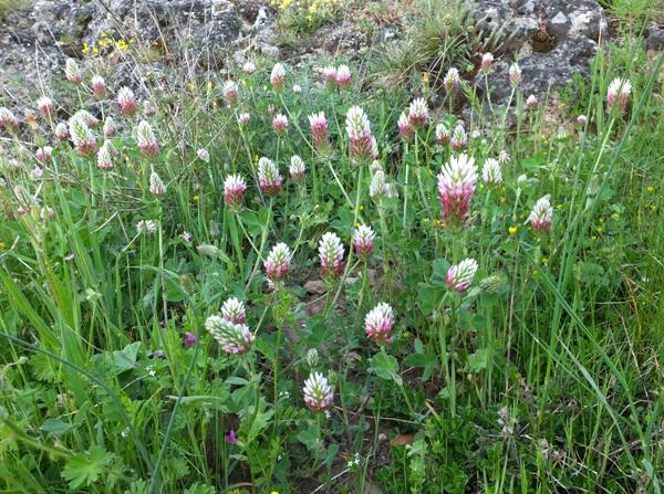 Trifolium vesiculosum, Arrowleaf Clover, southern France