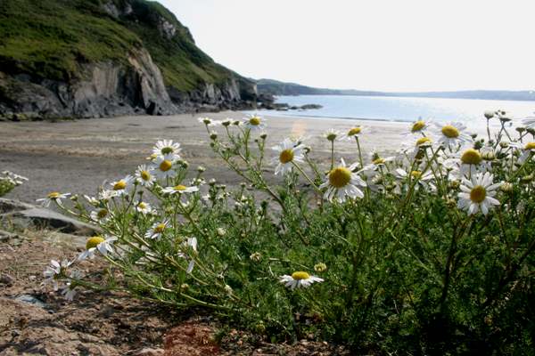 Tripleurospermum maritimum, Sea Mayweed