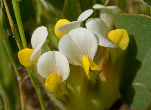 Tripodion tetraphyllum, Bladder Vetch