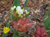 Tripodion tetraphyllum