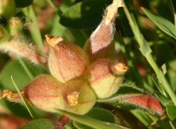 Bladder Vetch, seed pods