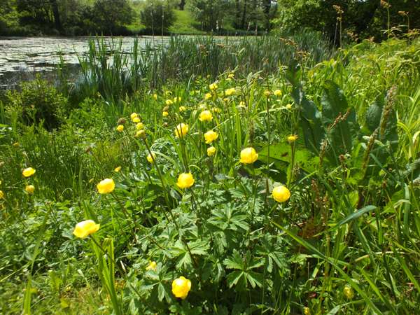 Globeflower. Trollius europaeus