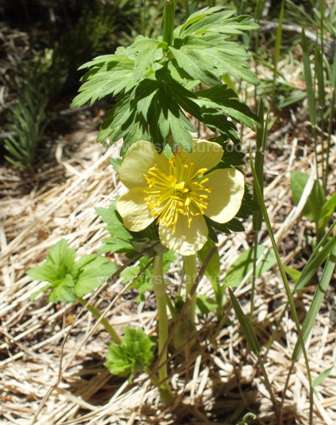 Globeflower - Trollius laxus