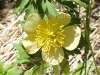Trollius laxus, Spreading Globeflower