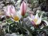 Tulipa cretica