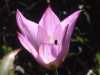 Tulipa saxatilis