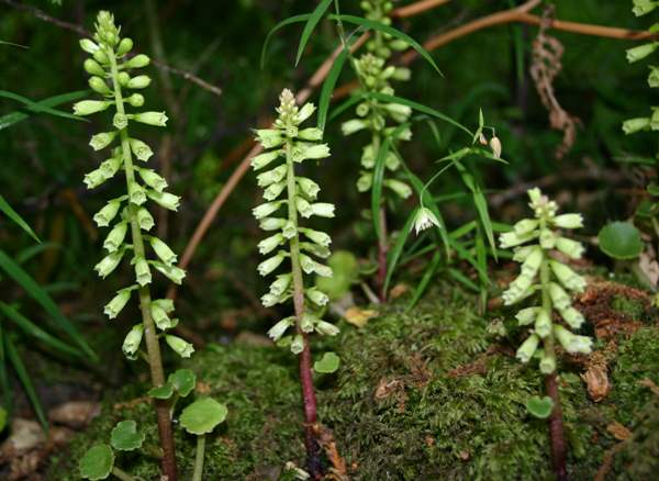 Navelwort