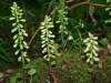 Umbilicus rupestris