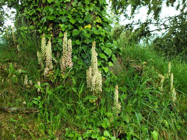 Umbilicus rupestris, Wall Pennywort, at the base of a beech tree