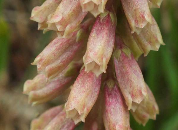 Close-up of the reddish flowers of Wall Pennywprt, Umbilicus rupestris