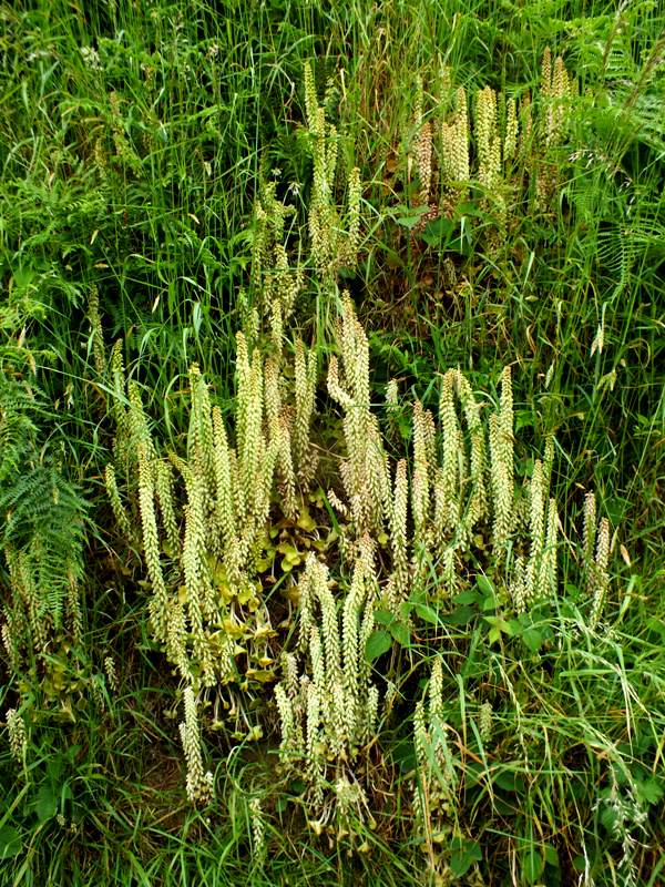 Umbilicus rupestris, Wall Pennywort, on a roadside wall in west Wales