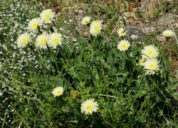 Urospermum dalechampii, Smooth Golden Fleece