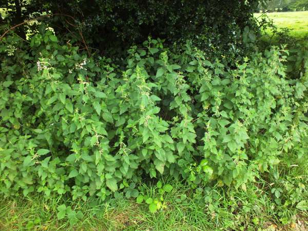 Stinging nettle