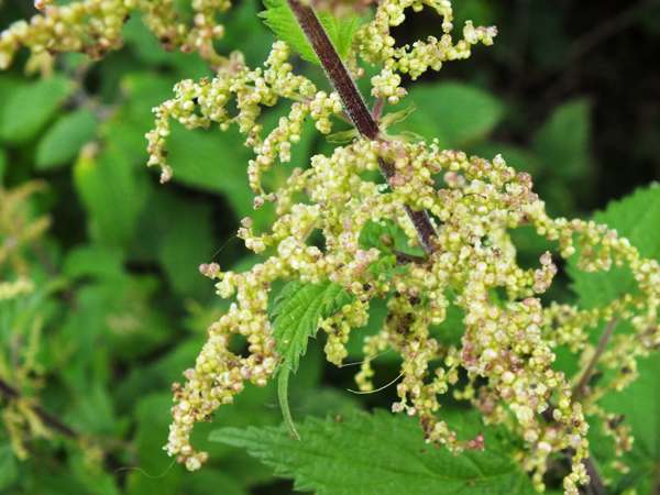 Stinging Nettle flowers