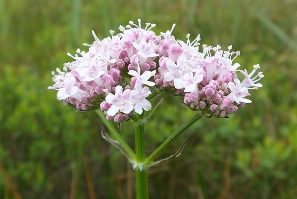 Valeriana diioica, Marsh Valerian