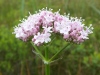 Valeriana dioica, Marsh Valerian