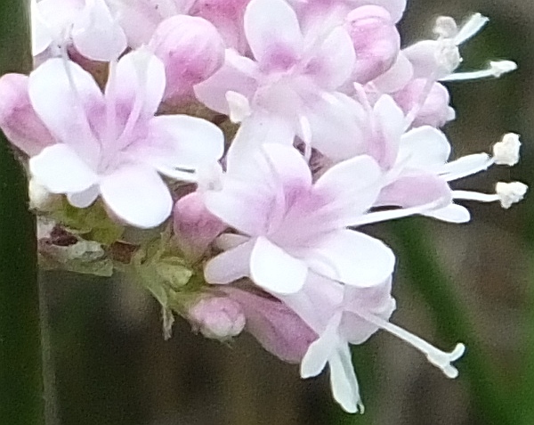 Marsh Valerian, closeup of flowers