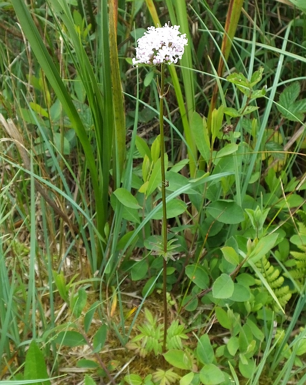at Cors Goch, North Wales