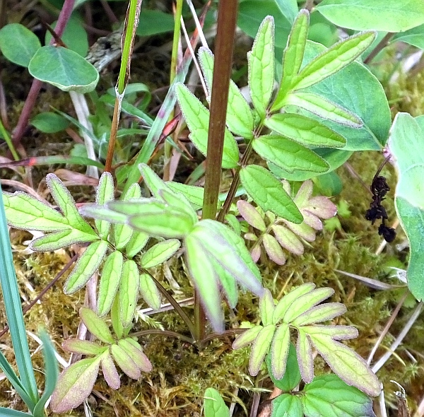 Stem leaves of Marsh Valerian