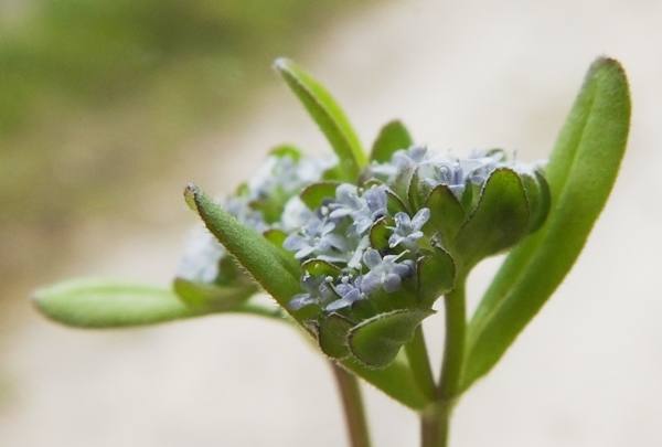 Valeriana locusta, Common Cornsalad