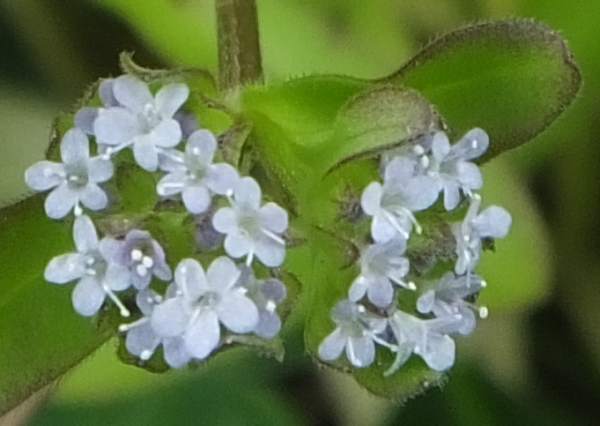 Closeup of flowers of Common Cornsalad