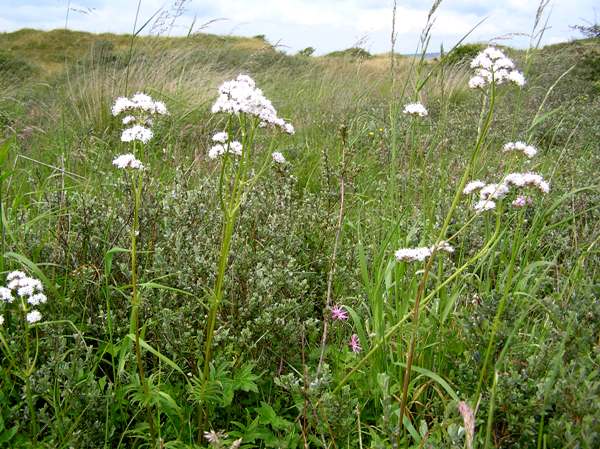 Valeriana officinalis, Common Valerian