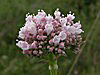 Valeriana officinalis, Common Valerian