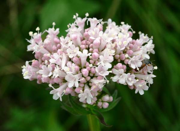 Valeriana officinalis, Common Valerian, flower head