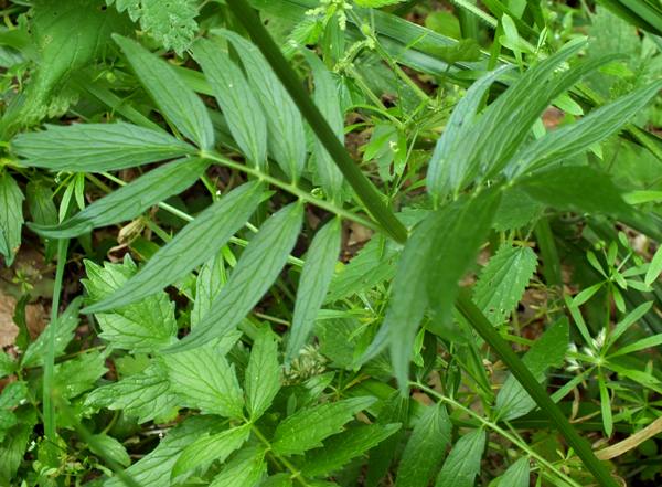 Leaves of Common Valerian