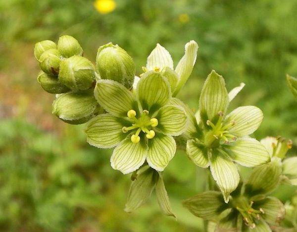 False White Hellebore - closeup of the flowers