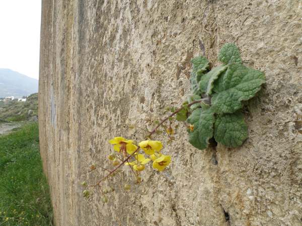 Verbascum arcturus