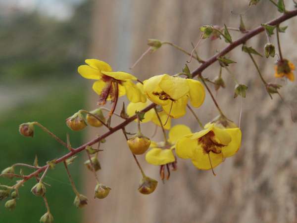 Verbascum arcuturus flowers