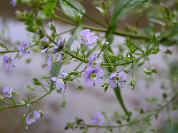 Veronica anagallis-aquatica, Water Speedwell
