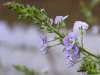 WaterSpeedwell, Veronica anagallis-aquatica