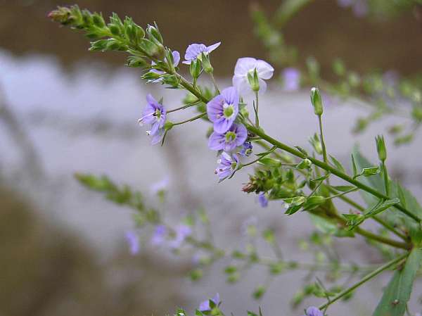 Veronica anagallis-aquatica, Water Speedwell - closeup picture of flower spike